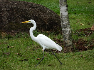 White Egret