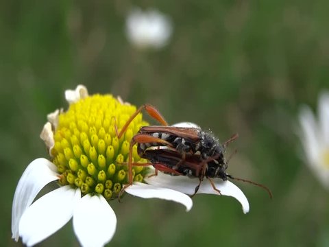 Accouplement insectes.