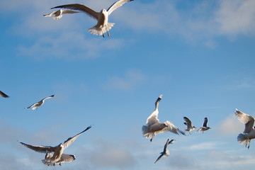 Seaguls Flying Around Aimlessly