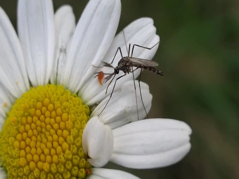 Moustique sur p&acirc;querette?