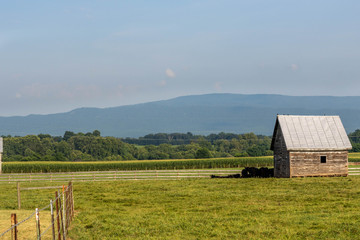 Cows seeking shade 