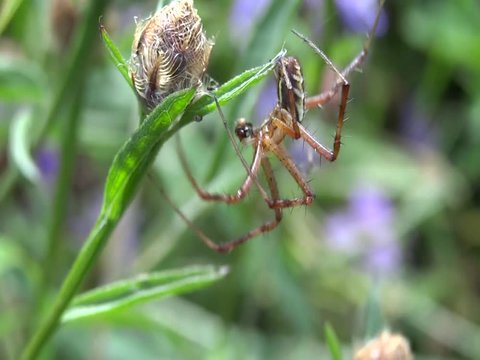 Argiope frelon m&acirc;le.