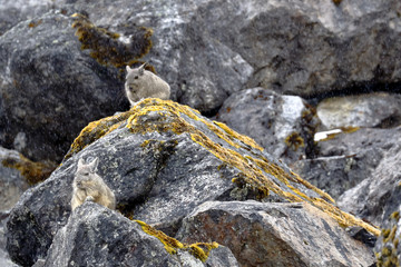 Pair of Vizcachas (Lagidium peruanum) perched on the rocks of their natural environment under a soft snowfall. Huancayo - Peru