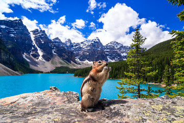 Ground squirrel feeding with Moraine Lake in background, Canadian Rockies, Alberta