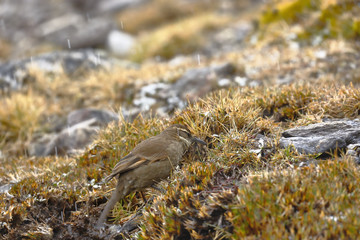 Beautiful specimen of Royal cinclodes (Cinclodes aricomae) that is in critical danger of extinction, feeding on the moss in its natural environment. Huancayo - Peru.