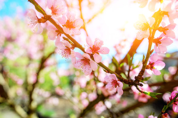 Blooming cherry tree branches against