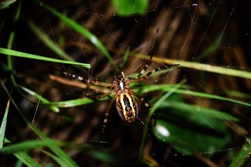Wasp spider Tiger spider Epeire frelon  Argiope bruennichi Closeup macro