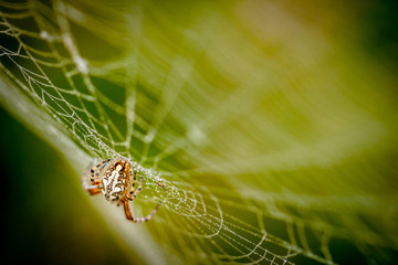 Araneus Diadematus - Little Spider on the Wet Net