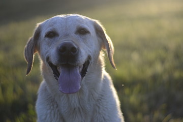 labrador retriever dog sitting in grass meadow, sunset light, close up detail with bokeh, enjoying summer evening, warm colors