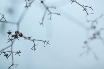 A thin branch of a bush in a winter fog, a soft focus, a blur.