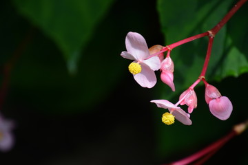 Fototapeta premium Hardy begonia flowers / summer cute flowers