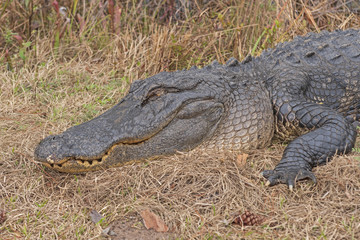 Head shot of an Alligator Basking