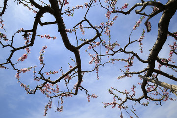 Peach blossoms bloom in the blue sky