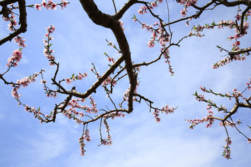 Peach blossoms bloom in the blue sky