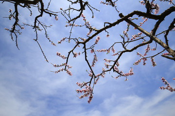 Peach blossoms bloom in the blue sky