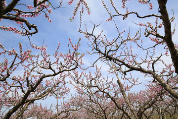 Peach blossoms bloom in the blue sky