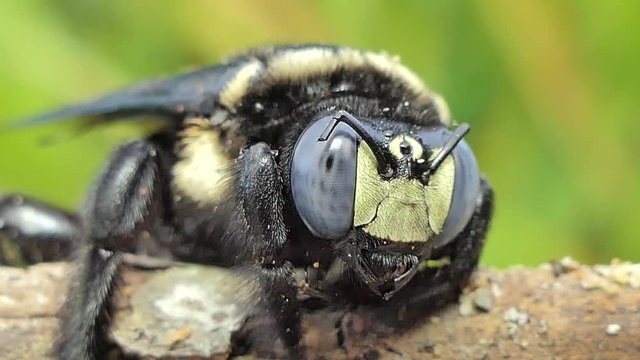 Dolly shot of Black bumble bee (Xylocopa latipes) on branch in tropical rain forest.