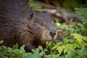 Naklejka premium Beaver eating leaves