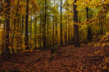 a road in autumn in germany