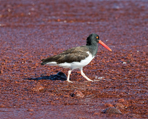 Galapagos Islands Wildlife and Landscapes