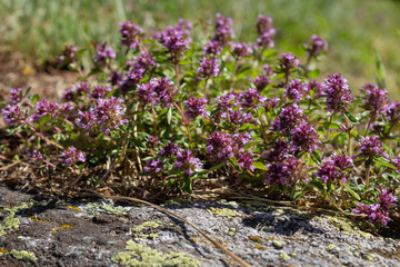Alpine wild flower Thymus, serpyllum (Breckland thyme), aromatic and medicinal plant.  Aosta valley, Italy