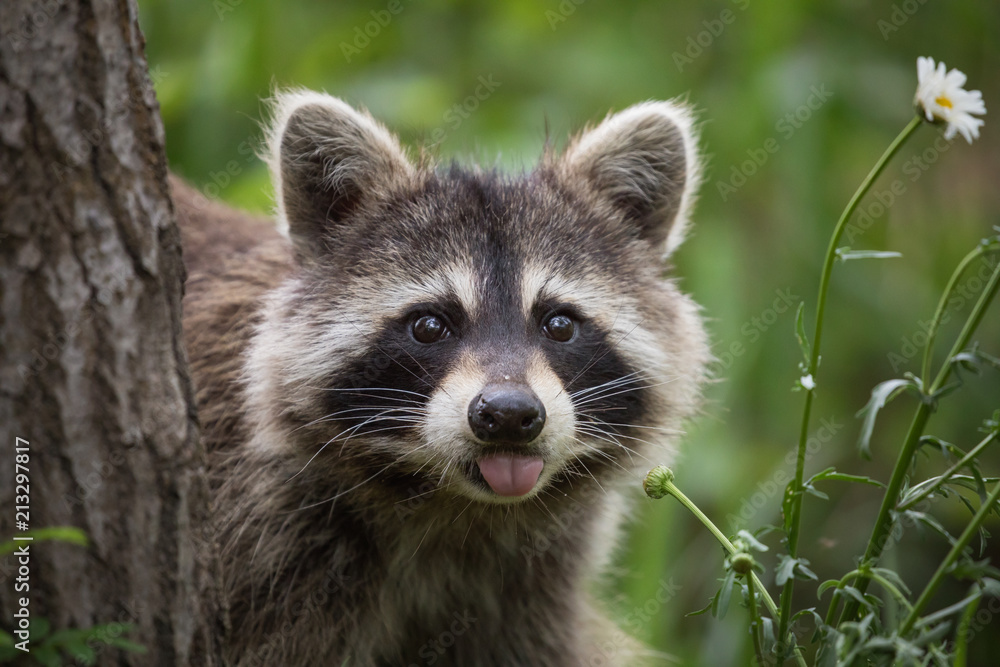 Wall mural raccoon in backyard