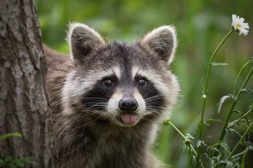Raccoon in backyard © Brittany
