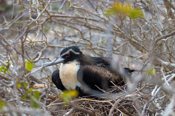 Galapagos Island Birds