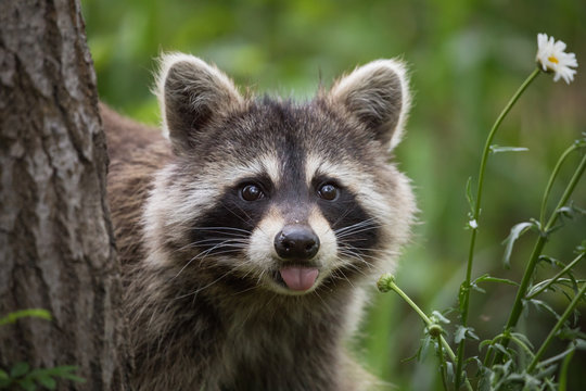 Fototapeta Raccoon in backyard