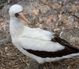Galapagos Island Birds