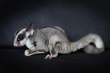 Pet sugar glider