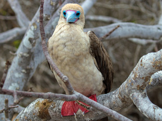 Galapagos Island Birds