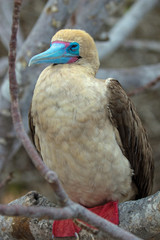 Galapagos Island Birds