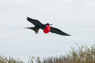 Galapagos Island Birds