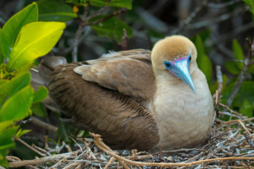 Galapagos Island Birds