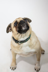 Obraz premium Sad but cute pug dog sitting and looking up on a white background