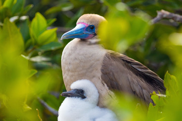 Galapagos Islands Wildlife