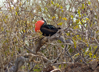 Galapagos Islands Wildlife
