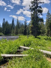 Fototapeta na wymiar The Deschutes River flows along its lush green banks in the forests of Central Oregon on a sunny summer day 