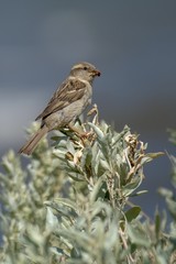 Sparrow with beetle