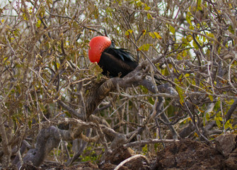 Galapagos Islands Wildlife