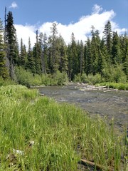 The Deschutes River flows along its lush green banks in the forests of Central Oregon on a sunny summer day 