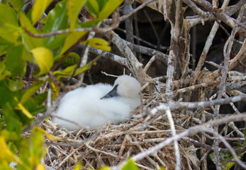Galapagos Islands Wildlife