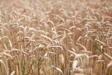 Close-up of wheat field in Gruyere, Switzerland