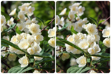Cross-view stereo photography of flowering Jasmine. 3D photo. 