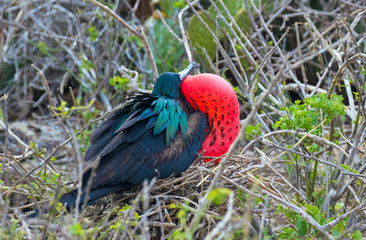 Galapagos Islands Wildlife