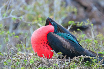 Fototapeta premium Galapagos Islands Wildlife