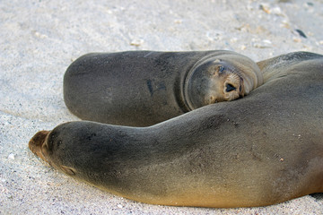 Galapagos Islands Wildlife
