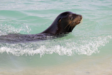 Obraz premium Galapagos Islands Wildlife
