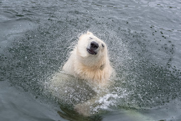 White bear in water, snorting, portrait
